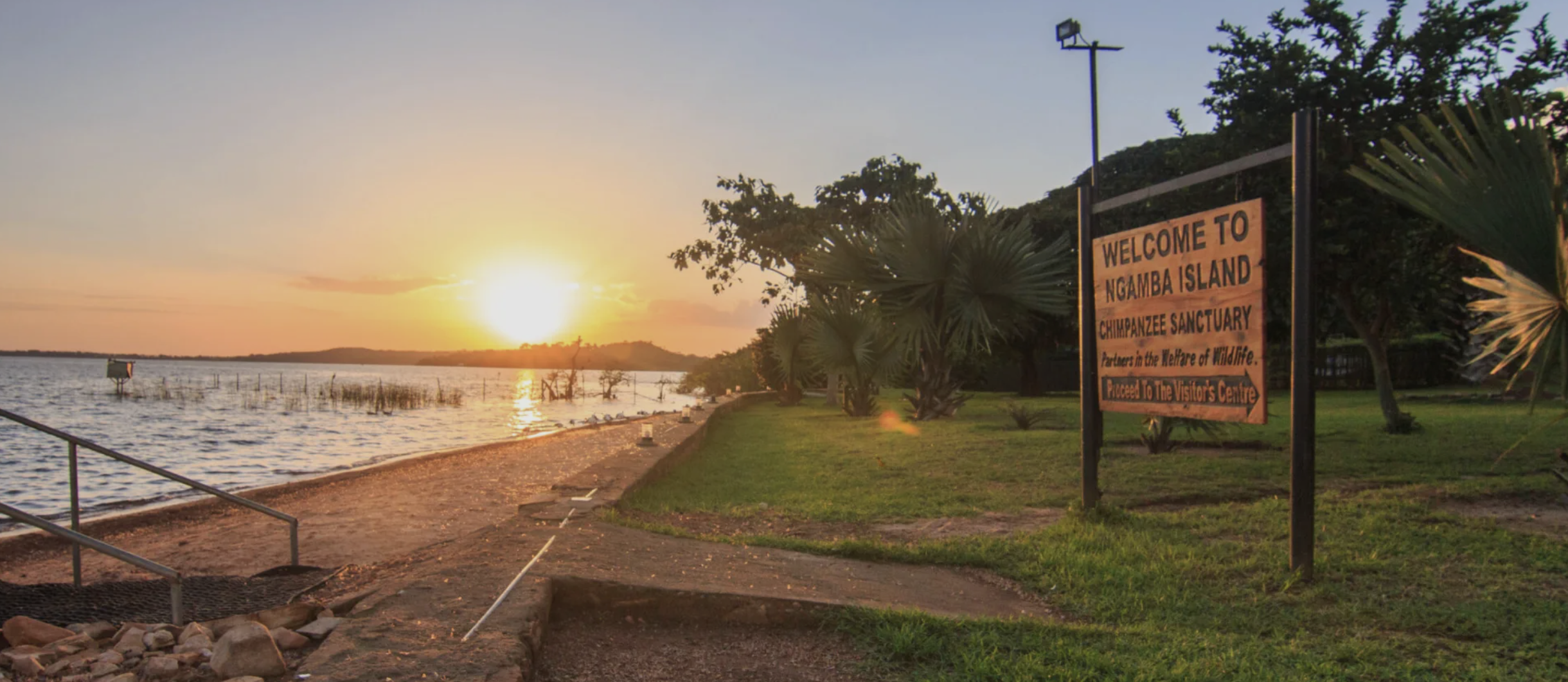 Chimpanzee Sanctuary on Ngamba Island