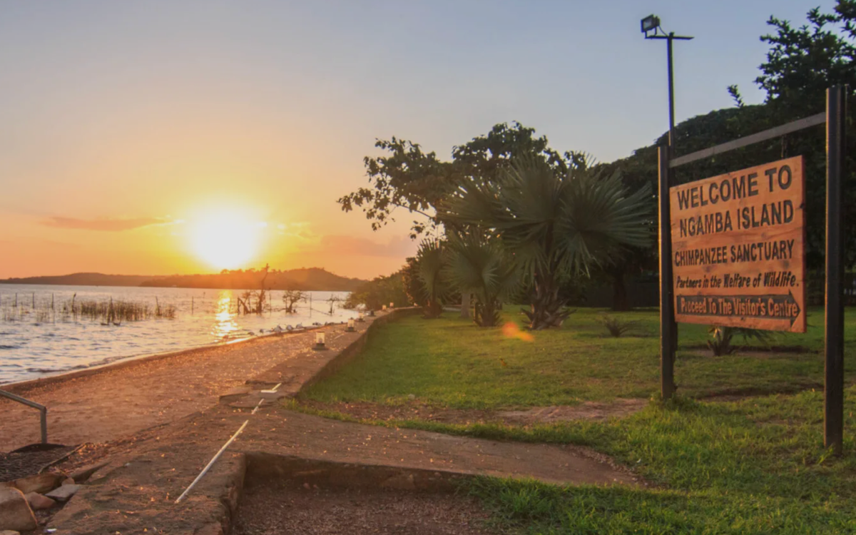 Chimpanzee Sanctuary on Ngamba Island