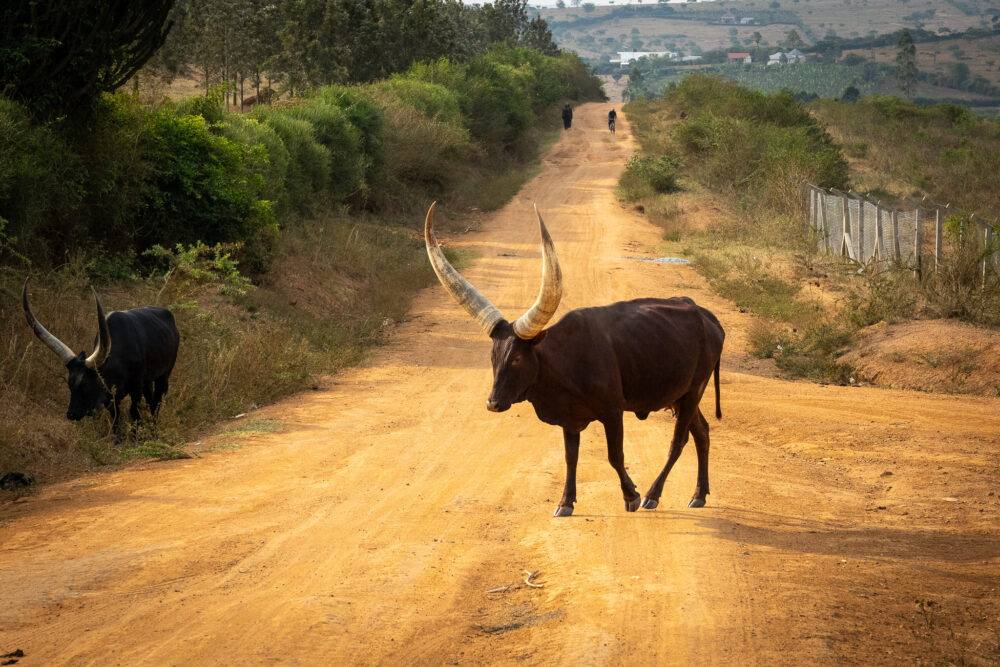 Airport welcome & drive to Lake Mburo National Park