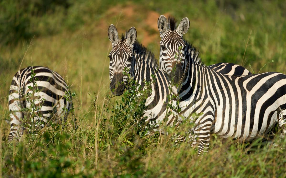 Evening Game Drive at Lake Mburo National Park