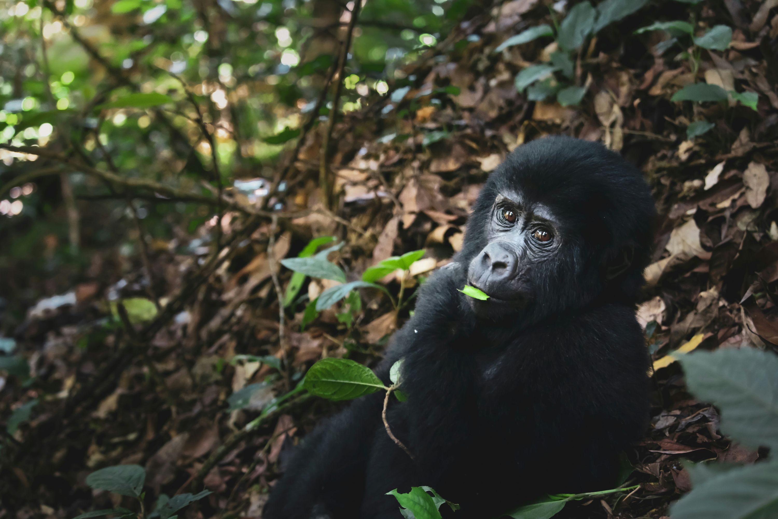 4-Day Uganda Primate Safari - Gorilla & Chimpanzee Tracking