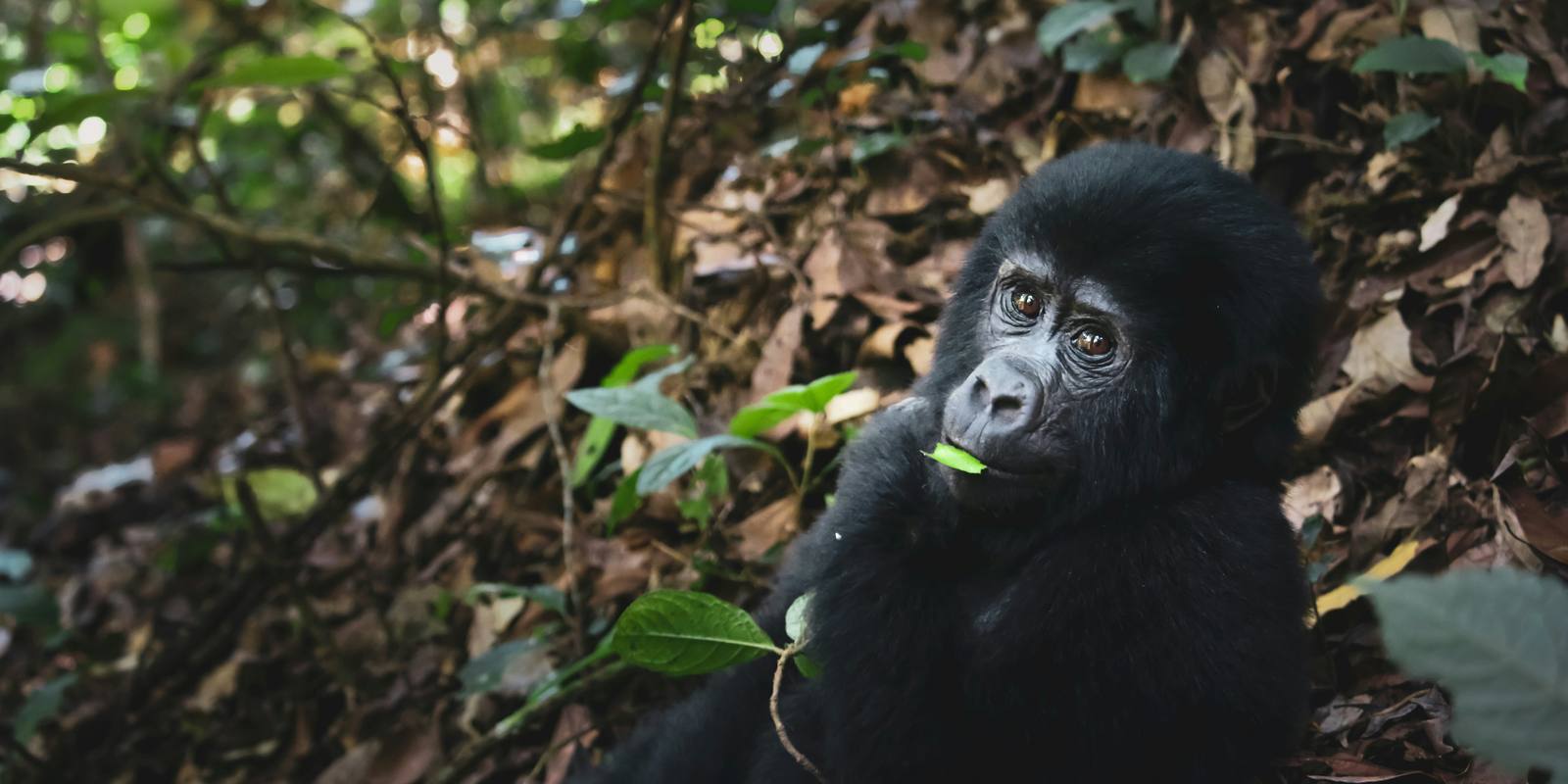 Uganda safari landscape with mountain gorilla and savanna