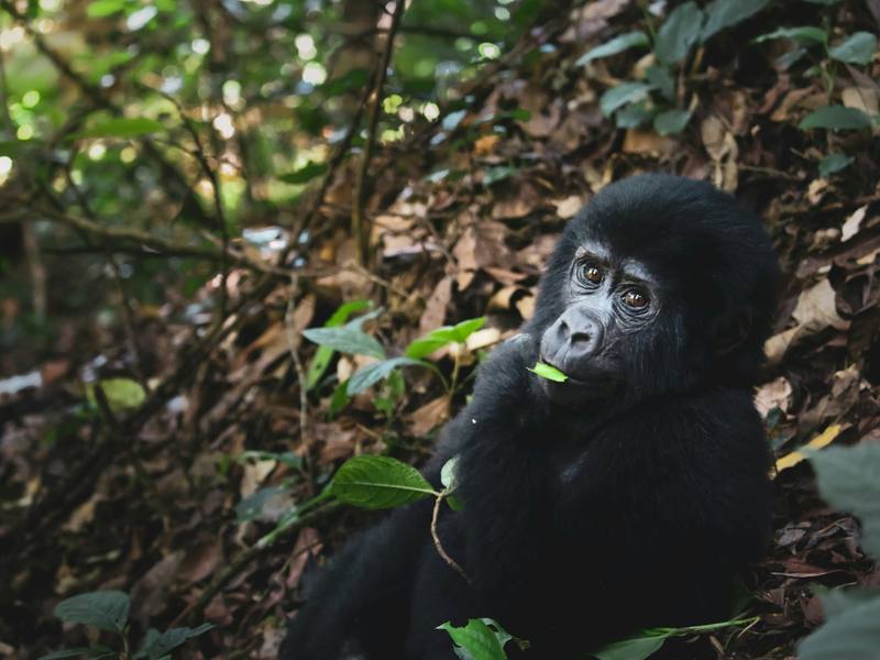 4-Day Uganda Primate Safari - Gorilla & Chimpanzee Tracking