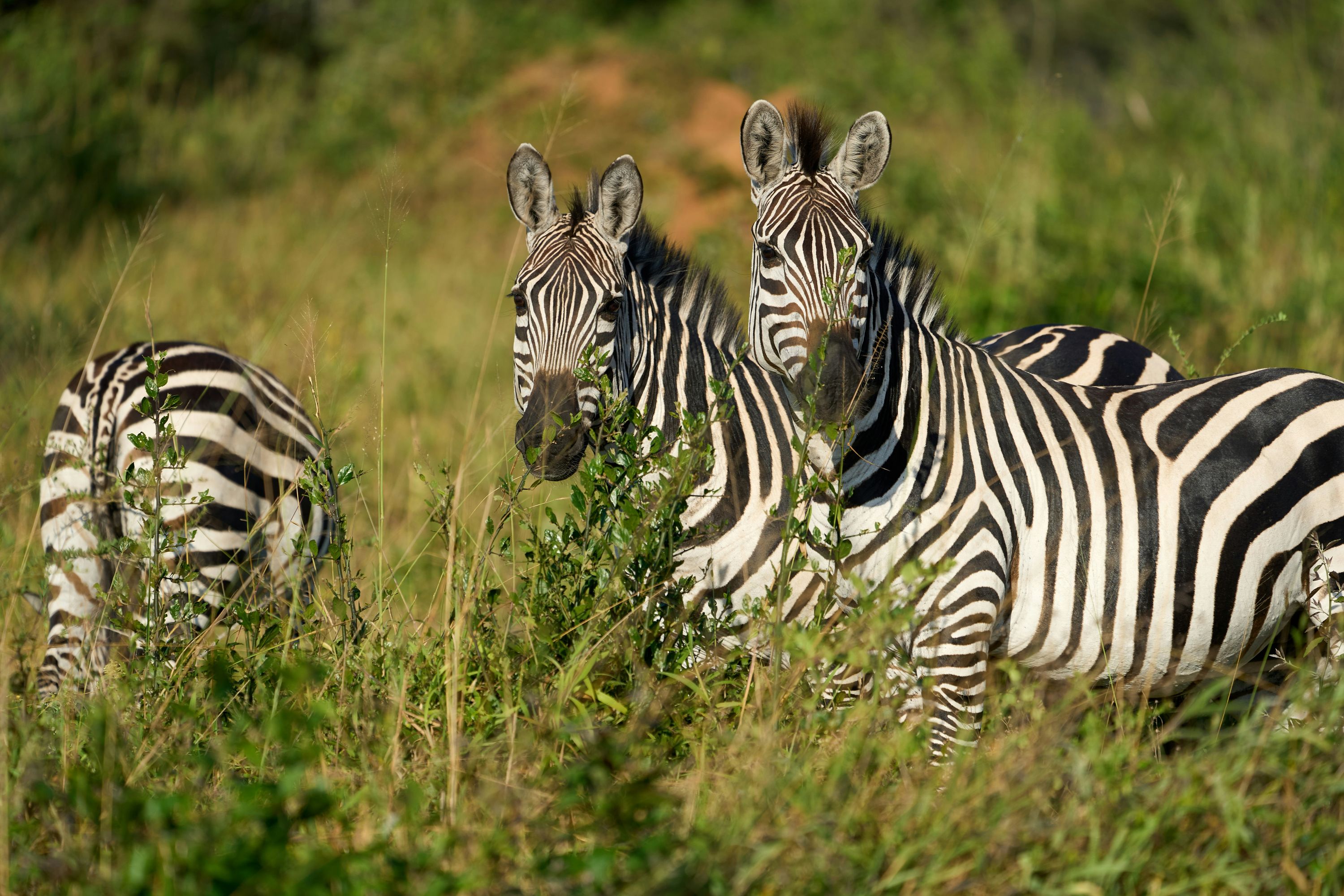 5-Day Uganda Safari with Gorilla Tracking