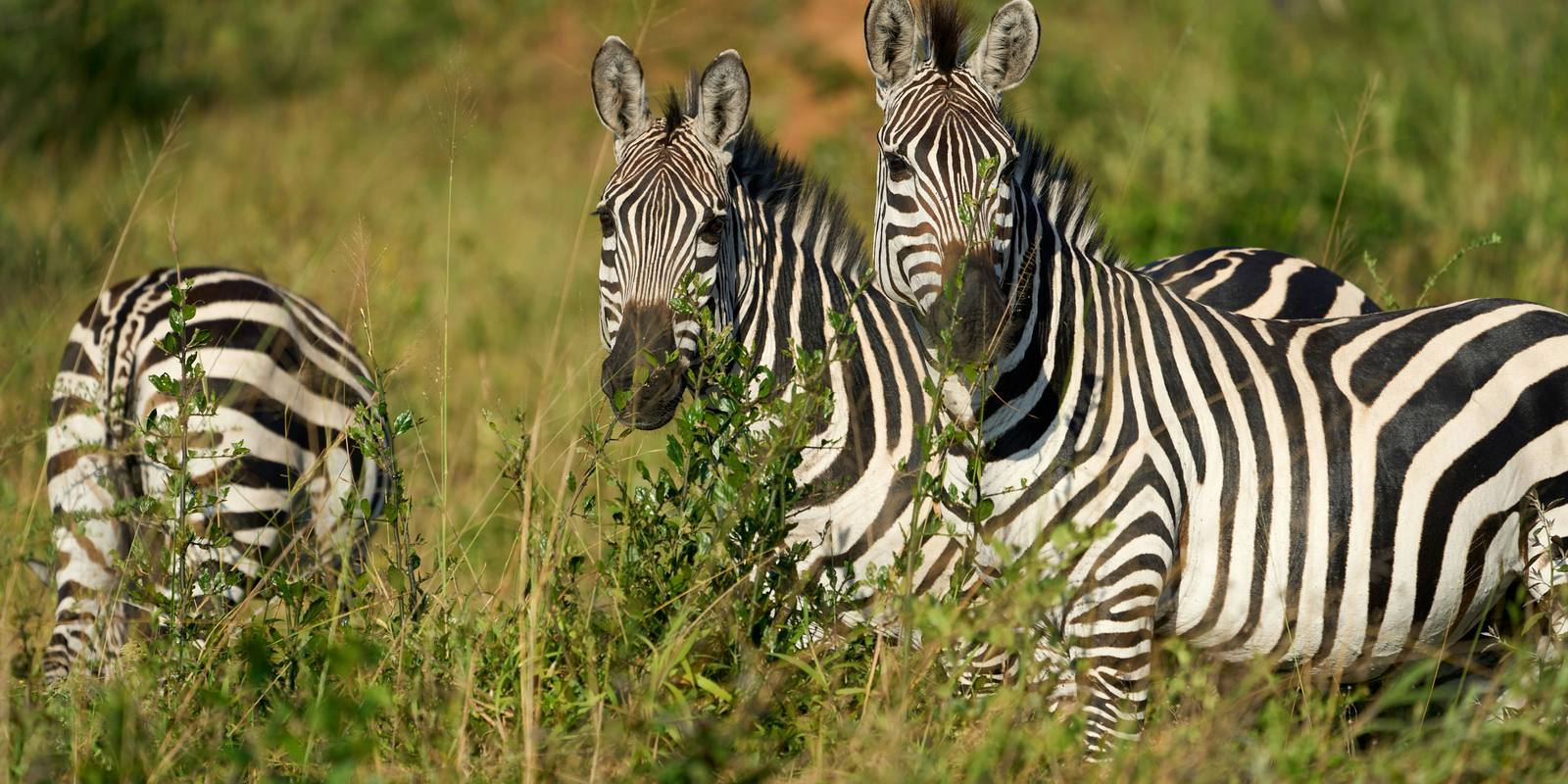 Uganda safari landscape with mountain gorilla and savanna