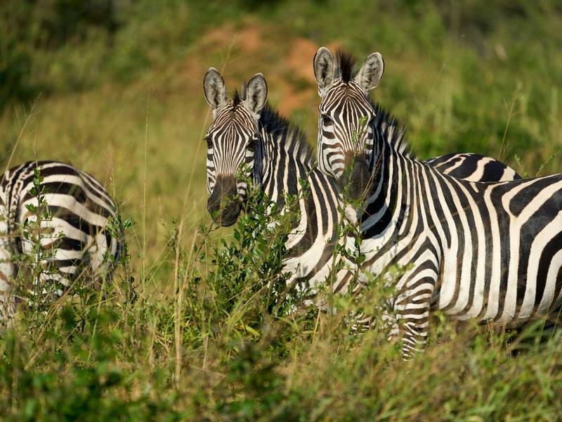5-Day Uganda Safari with Gorilla Tracking