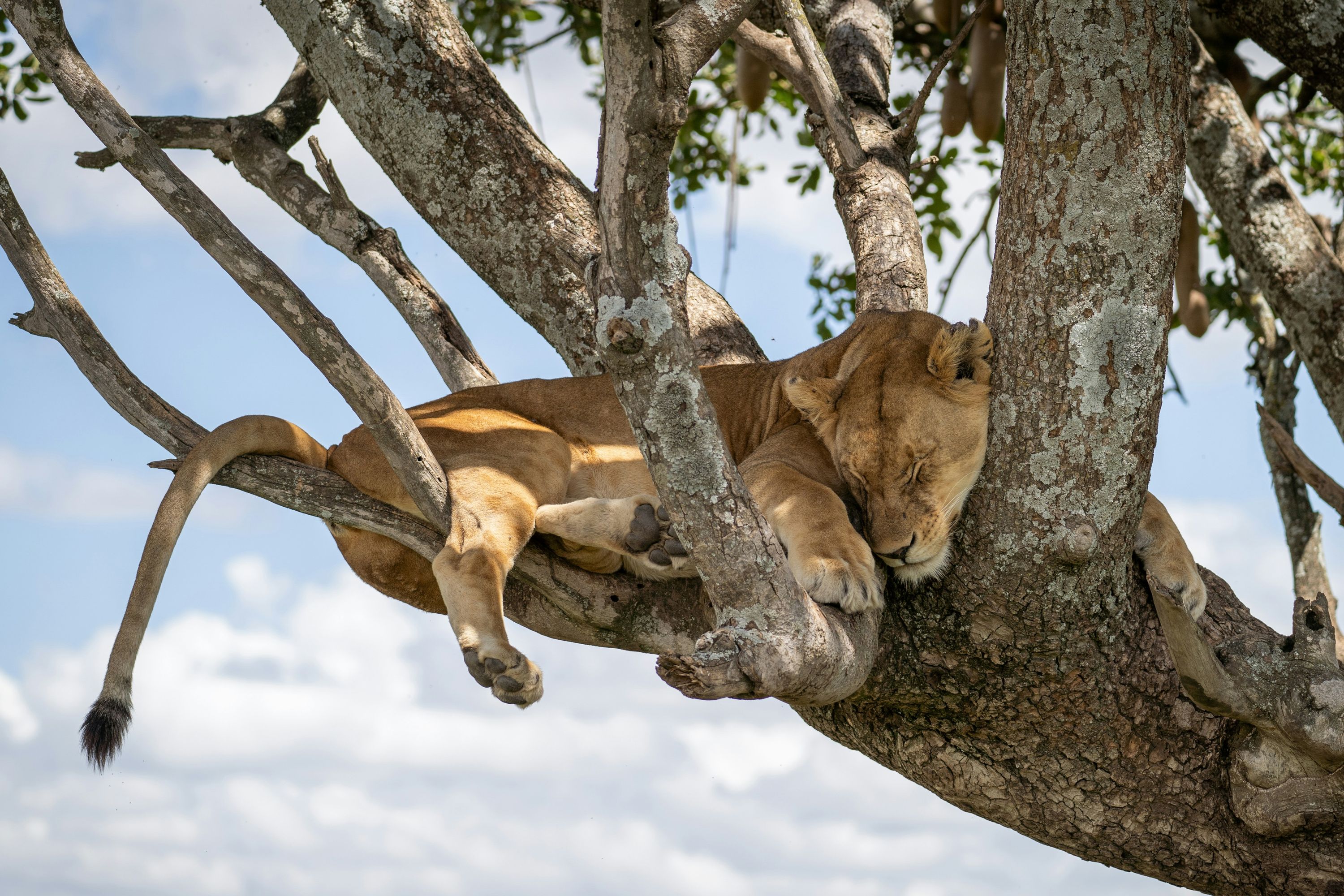 6-Day Uganda Fly-In Safari