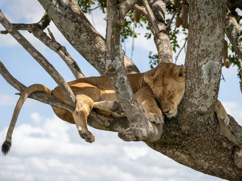 6-Day Uganda Fly-In Safari
