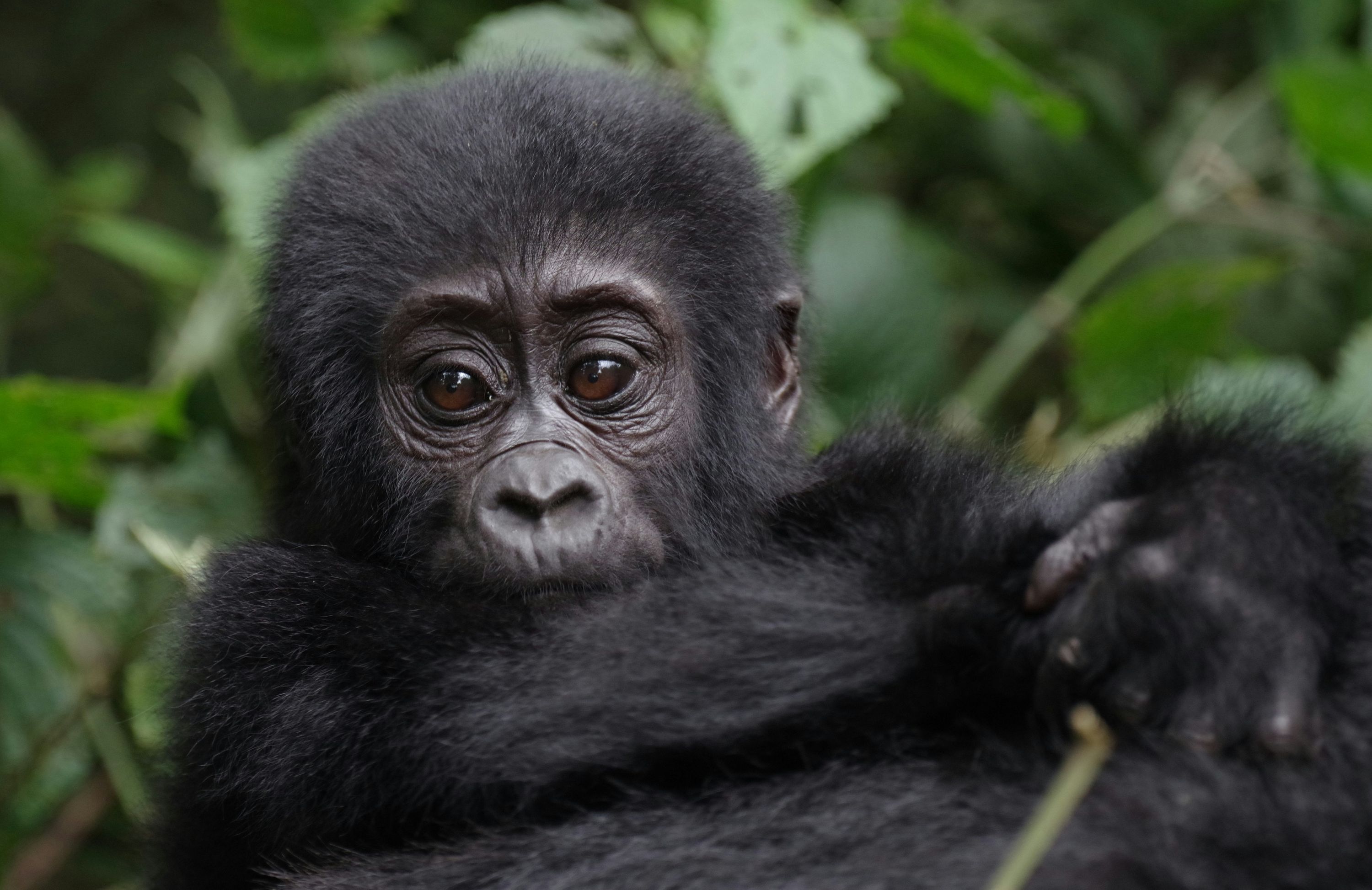 7-Day Uganda Safari with Gorilla Trekking