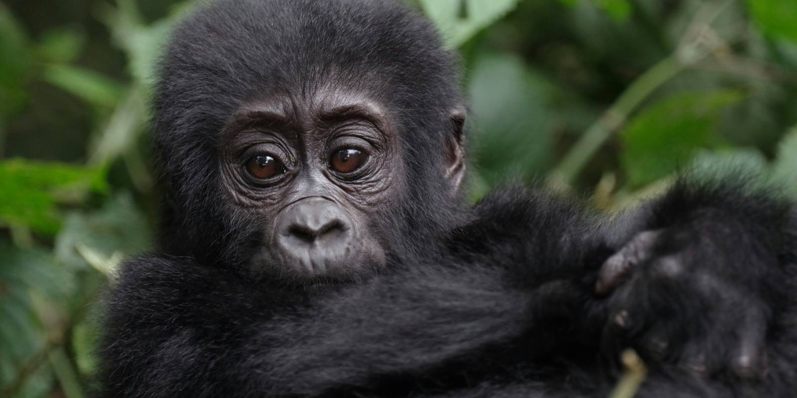 Uganda safari landscape with mountain gorilla and savanna