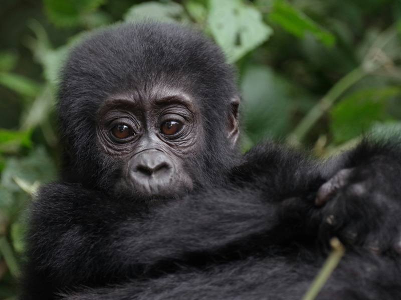 7-Day Uganda Safari with Gorilla Trekking